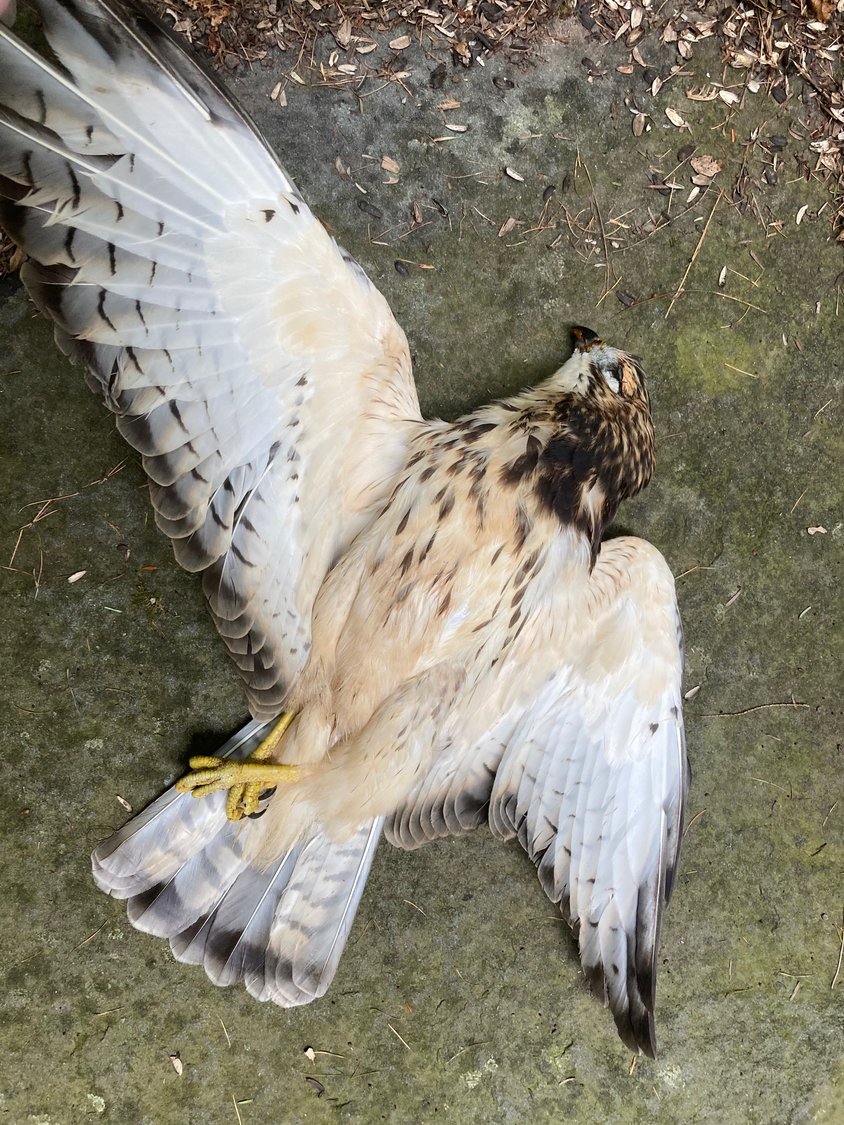 This immature broad-winged hawk was the first of three that lost their lives in collisions with vehicles over a three-week period in August. As described by the Cornell Lab of Ornithology, they are small, compact raptors with chunky bodies, large heads and short square tails. In flight, their broad wings come to a distinct point.